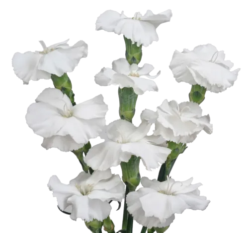 FRESH ™ Pearl