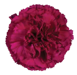 TESORO™ AFORTUNADA