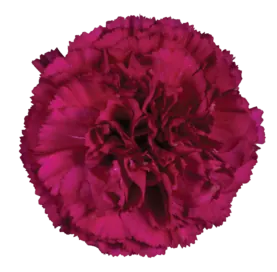 TESORO™ AFORTUNADA