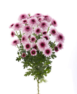 ENERGIA ROSE