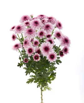 ENERGIA ROSE