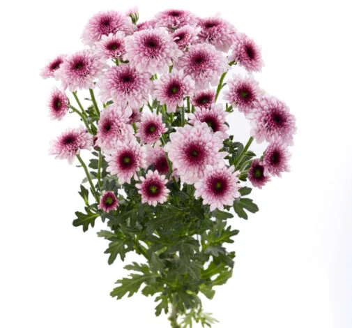 ENERGIA ROSE (4)