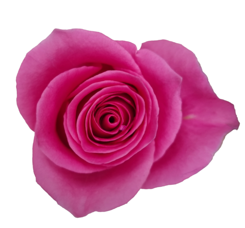 PINK VALLEY™ KENYA