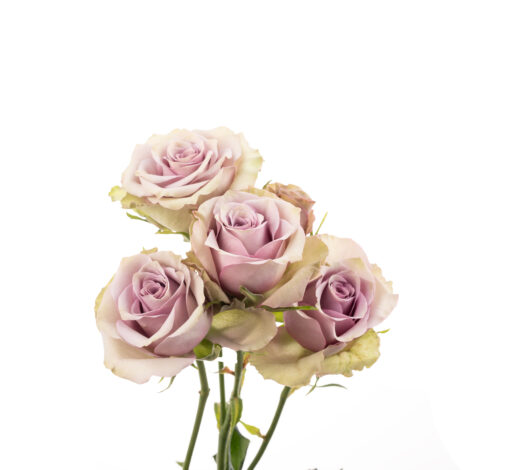 PISTACHIO KISS™ - ECUADOR