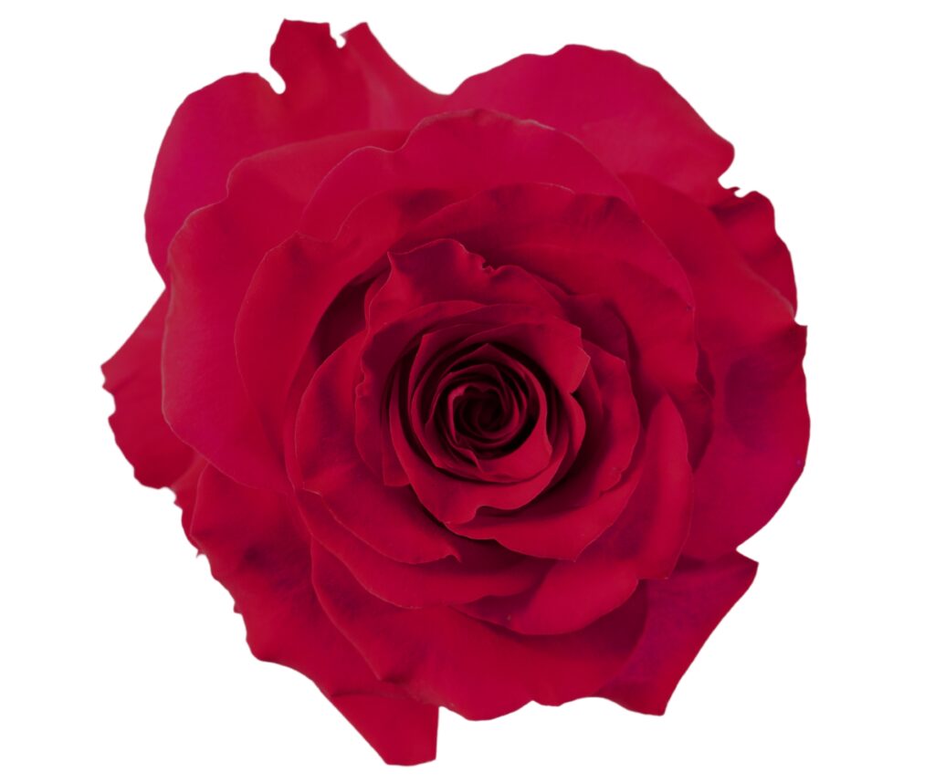 Senti French Kiss, Roses