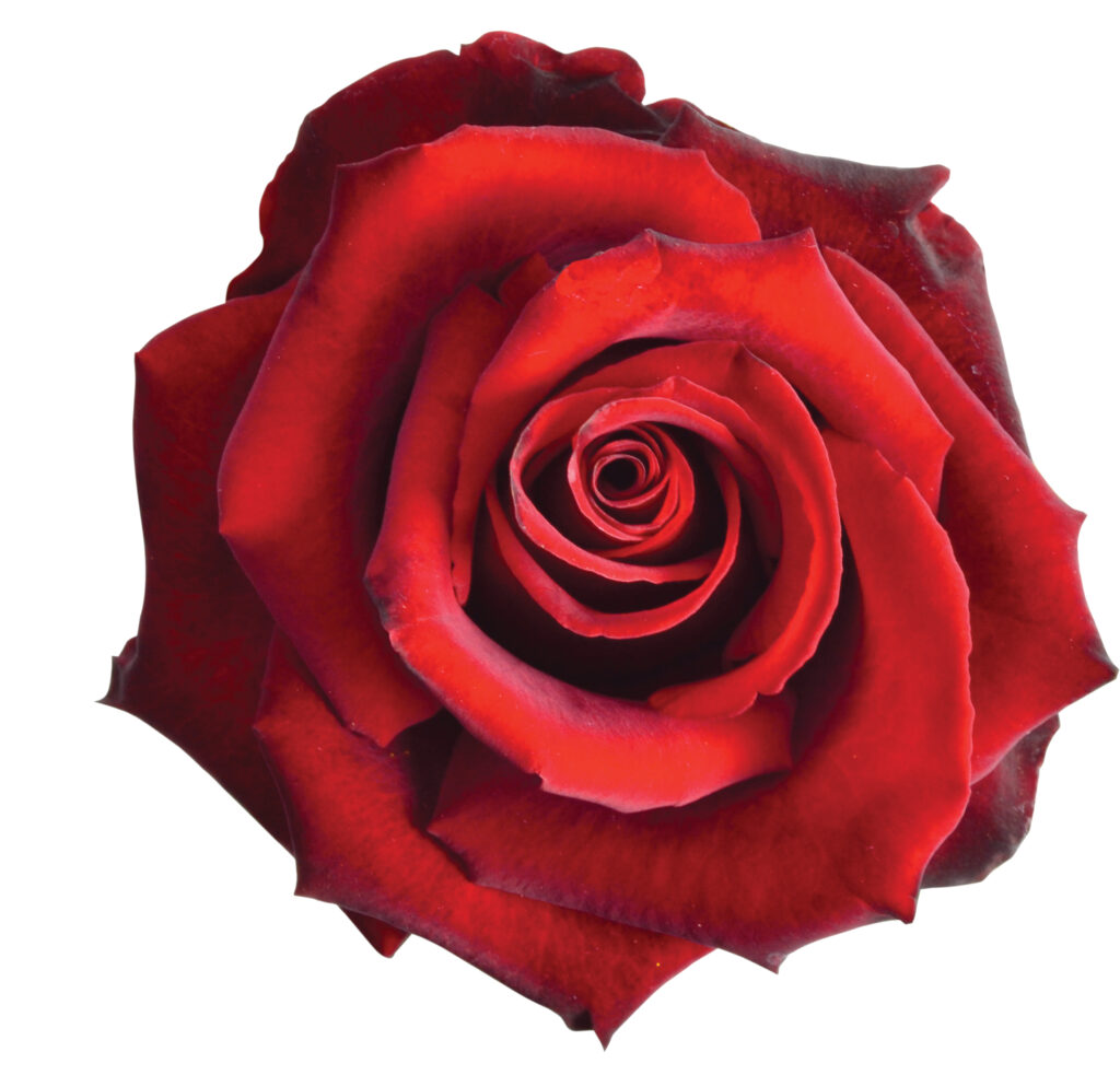 SENTI™ INTENSITY ECUADOR