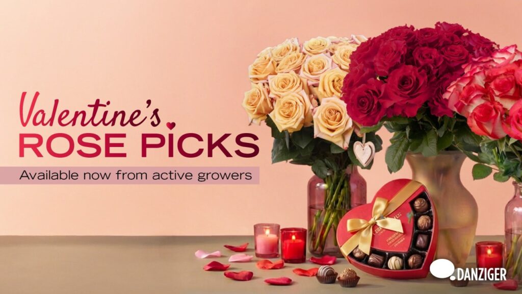 Safe Work Roses Roses for Valentine’s: Varieties That Are Ready to Work - Danziger