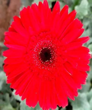 AGNI™ Gerbera