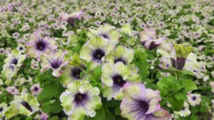 Amazonas™ Dutch Spring Trials 2026