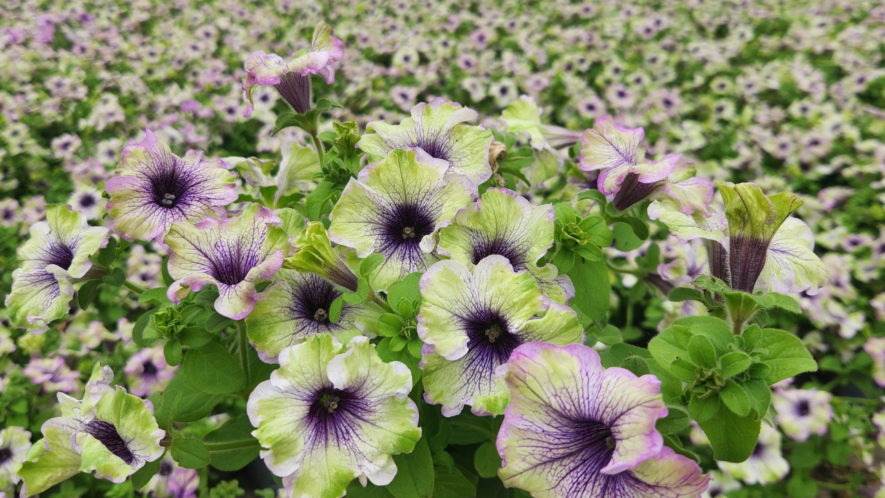 Amazonas™ Dutch Spring Trials 2026