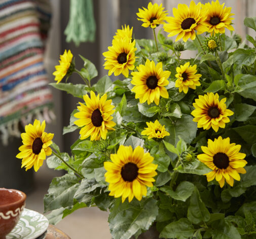 Sunbelievable™ Compact Brown Eyed Girl