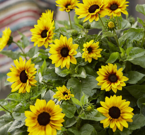 Sunbelievable™ Compact Brown Eyed Girl