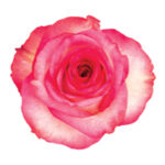 SENTI® JOYFUL