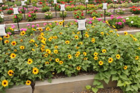 Sunbelievable™ Compact Brown Eyed Girl