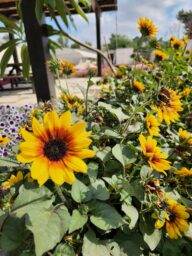 Sunbelievable™ Compact Brown Eyed Girl