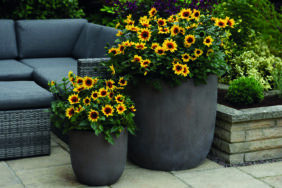 Sunbelievable™ Compact Brown Eyed Girl