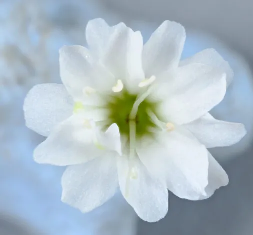MILLION DAISY™ 2.0