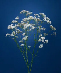 MILLION DAISY™ 2.0