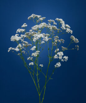 MILLION DAISY™ 2.0