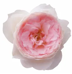 RSN-19-1868 ROSE COLOMBIA