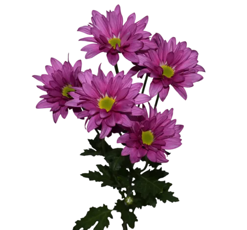 AMOR™ AGATHA Chrysanthemum