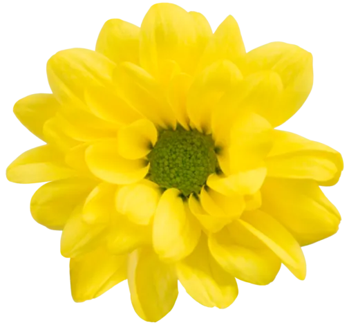 AMOR™ BUENDÍA Chrysanthemum
