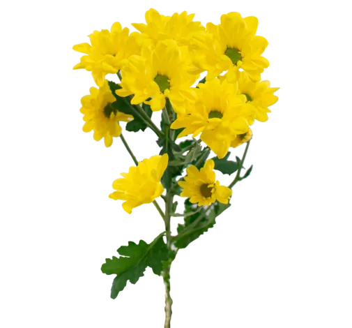 AMOR™ BUENDÍA Chrysanthemum