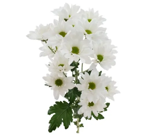 AMOR™ IRENE Chrysanthemum