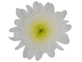 EMPATIA™ ANEMAR