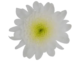 EMPATIA™ ANEMAR