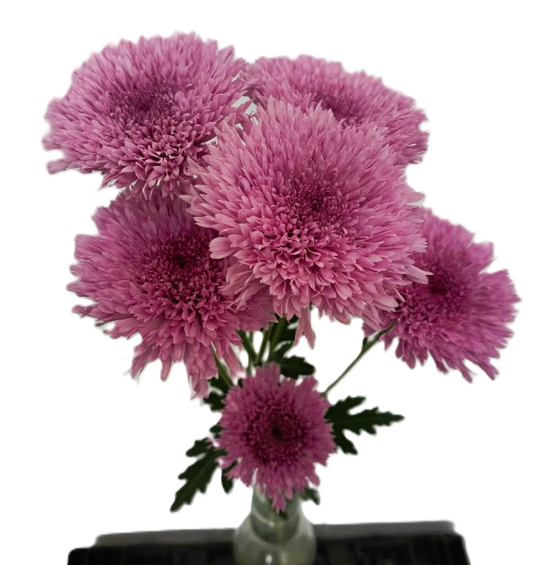 MAGICAL® ANGELES - Danziger