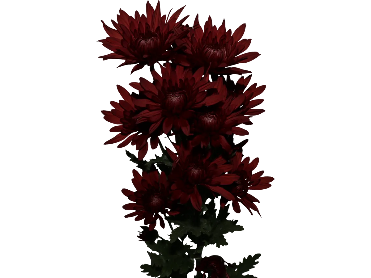 Zoom