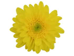 EMPATIA™ SOLARIS