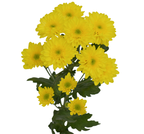 EMPATIA™ SOLARIS