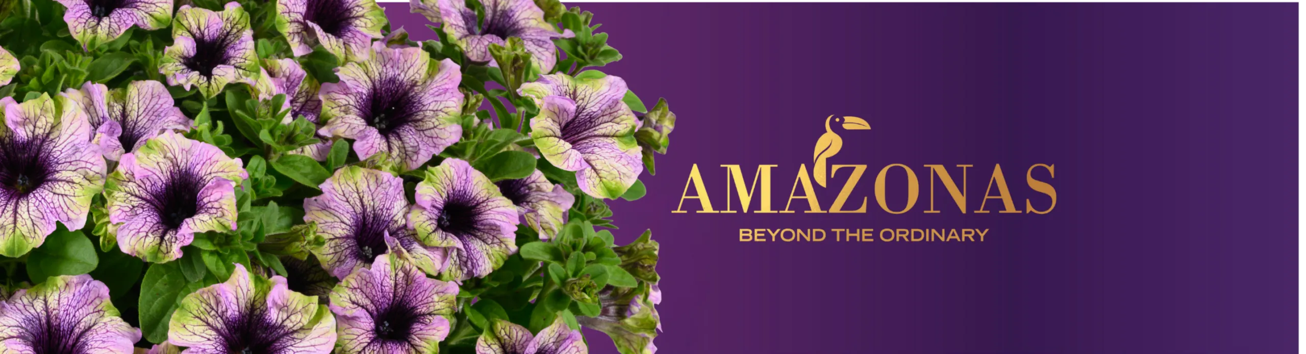 AMAZONAS™ series