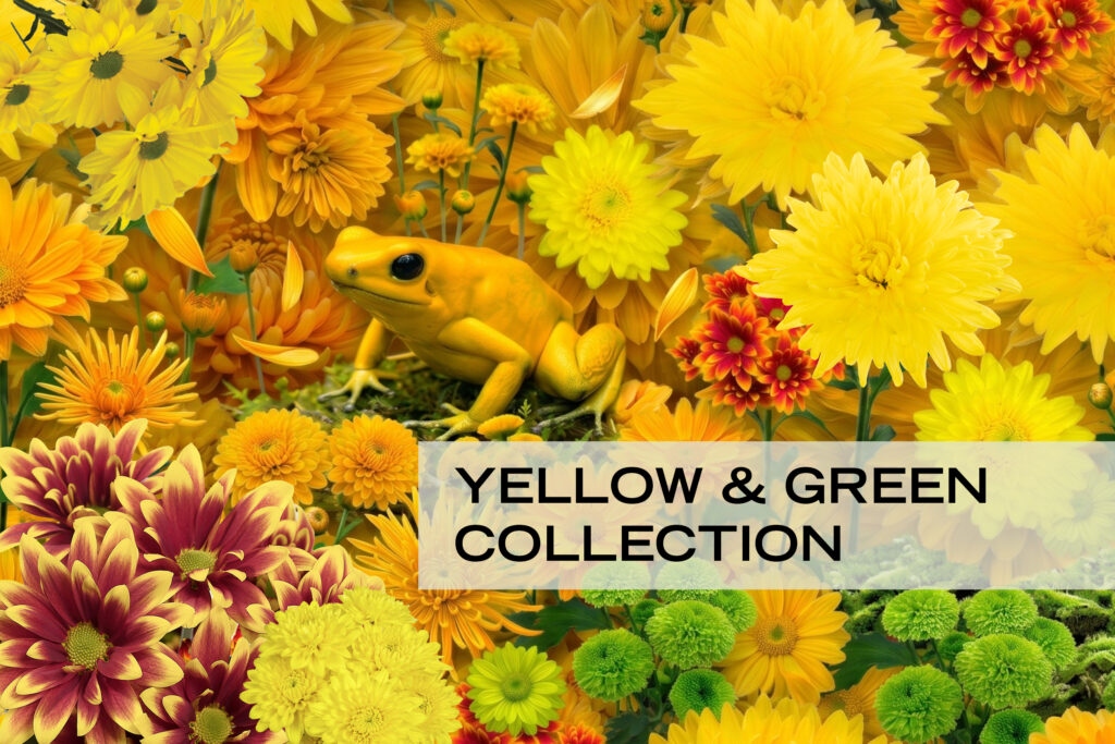 YELLOW & GREEN COLLECTION