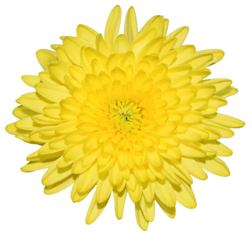 PASION™ ZOE Chrysanthemum