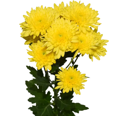 PASION™ ZOE Chrysanthemum