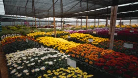 Other Chrysanthemum