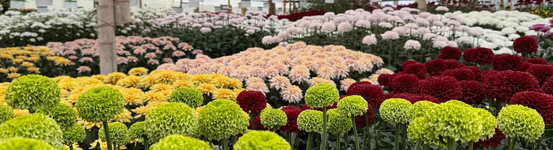 OTHER_CHRYSANTHEMUM
