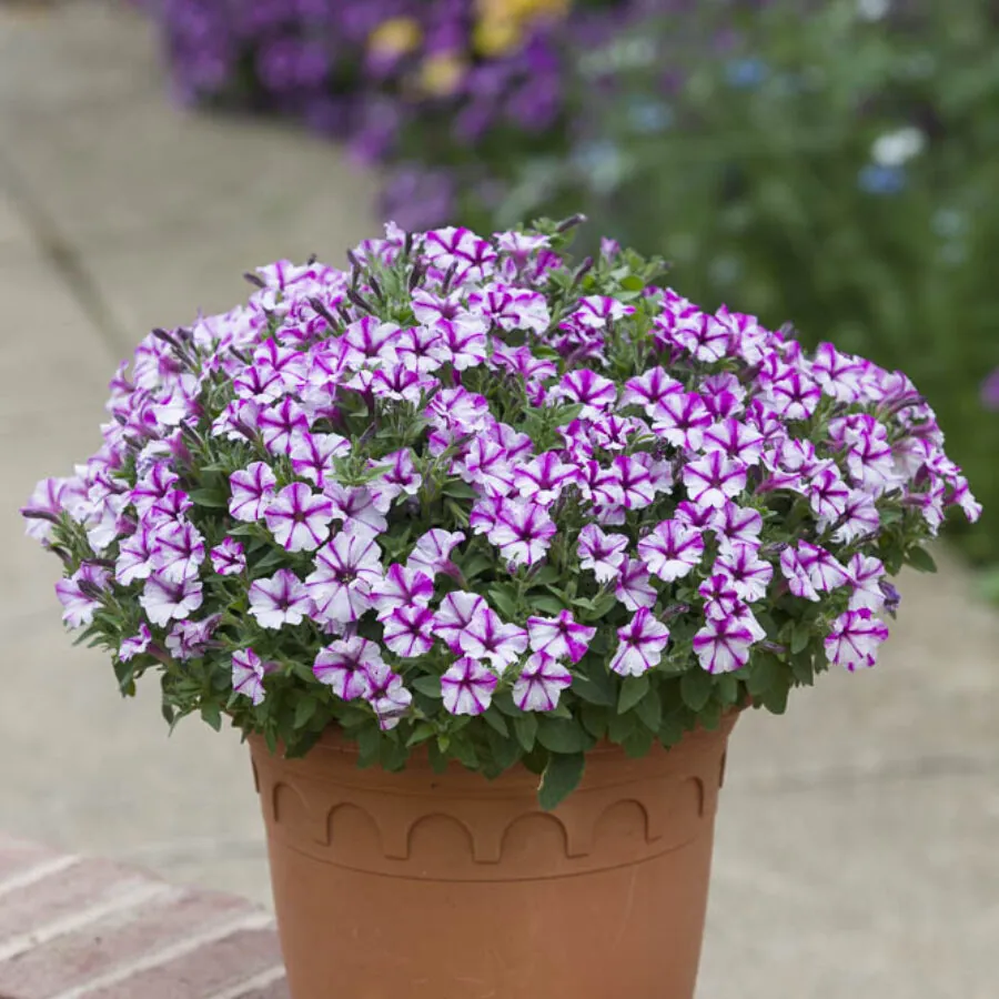 BUBBLES Butterfly