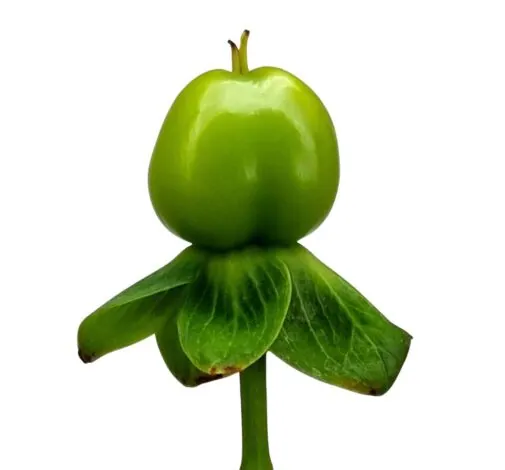 GLOBO™ LIME