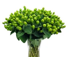 GLOBO™ LIME
