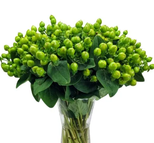 GLOBO™ LIME