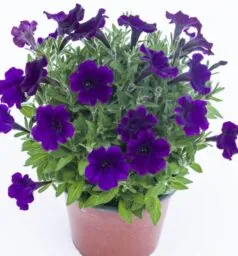 BUBBLES Violet Blue