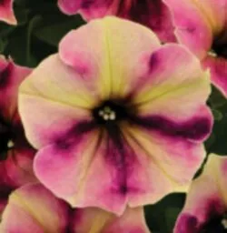 Crazytunia® Blackberry Cheesecake