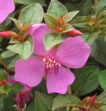Centradenia Cascade