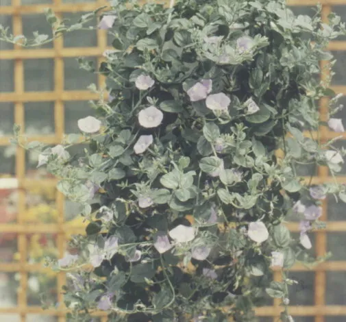 Convolvulus Con Blue