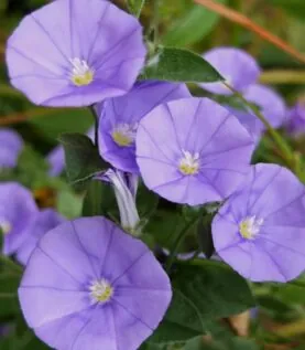 Convolvulus Con Blue