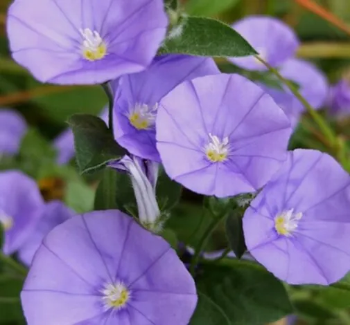 Convolvulus Con Blue
